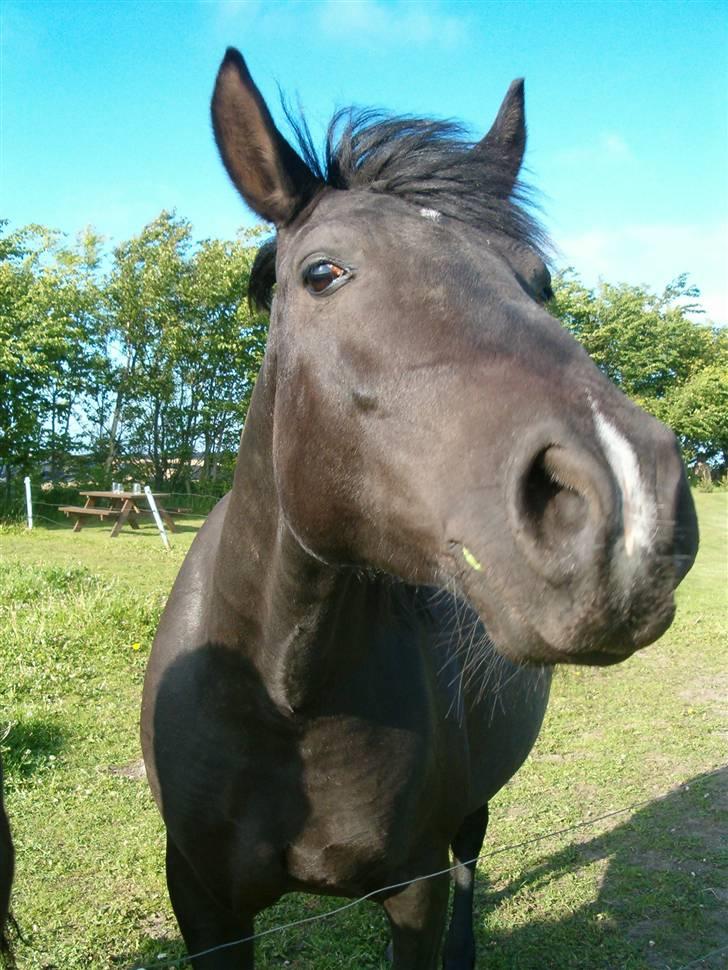 Anden særlig race Zacho's Leica<3 (mum) - kan kamaraet spises?? jeg prøver.. billede 5