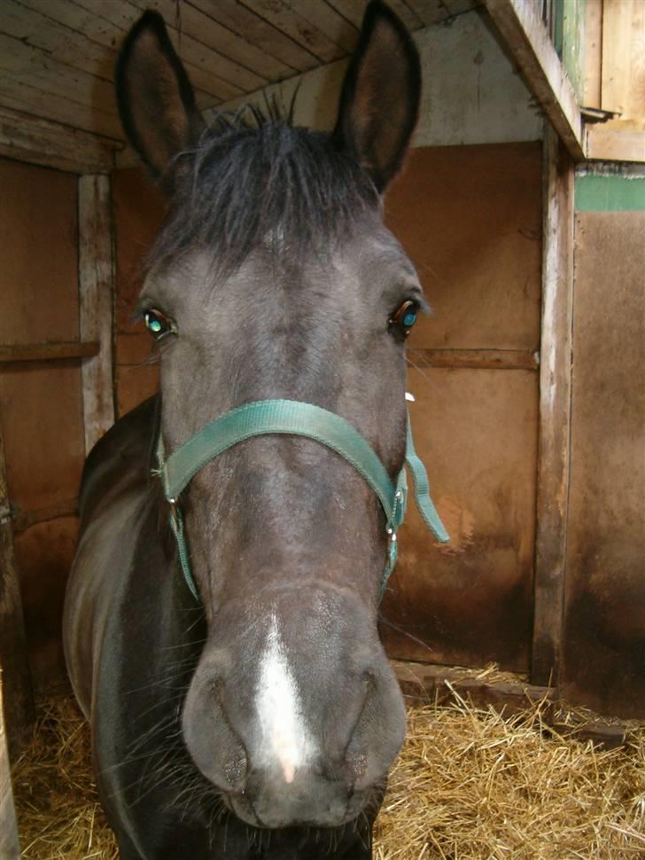 Anden særlig race Zacho's Leica<3 (mum) - hvad er det ?? billede 9