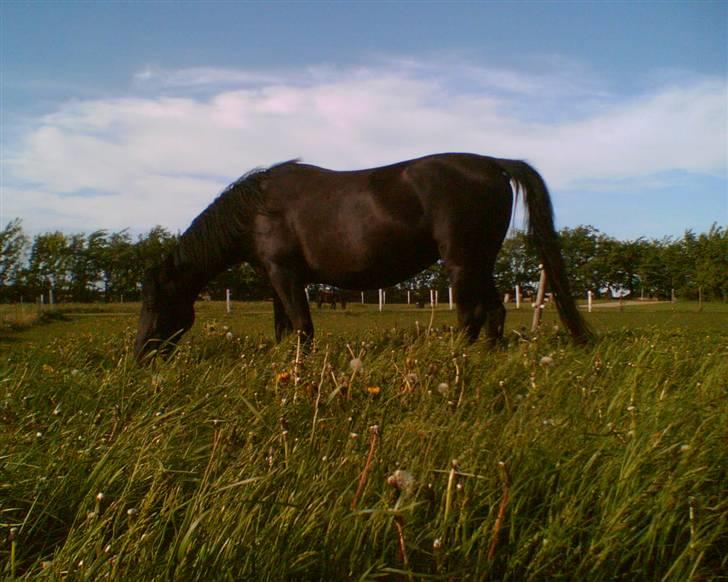 Anden særlig race Zacho's Leica<3 (mum) - mums, den hest elsker græs.. billede 10