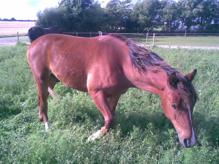 Anden særlig race Zacho's Charlie  - den hest elsker græs lige så meget som sin moar XD billede 13