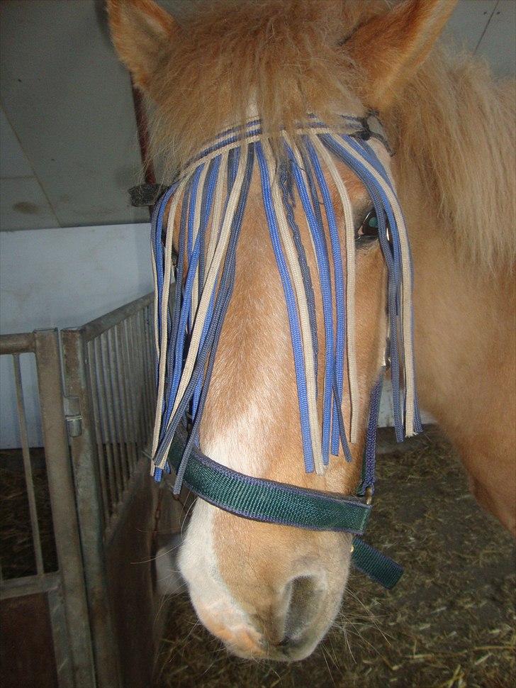 Islænder Thor/ÞÓR frá Þorlákshöfn, - R.I.P - Thor:-) .. foto: mathilde Simonsen billede 9