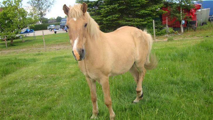 Islænder Thor/ÞÓR frá Þorlákshöfn, - R.I.P - Thor:-) .. foto: mathilde Simonsen billede 11