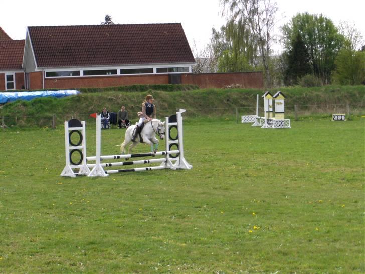 Welsh Pony af Cob-type (sec C) Fakla Chico  - Sabrina og Fakla Chico april 2008 billede 18