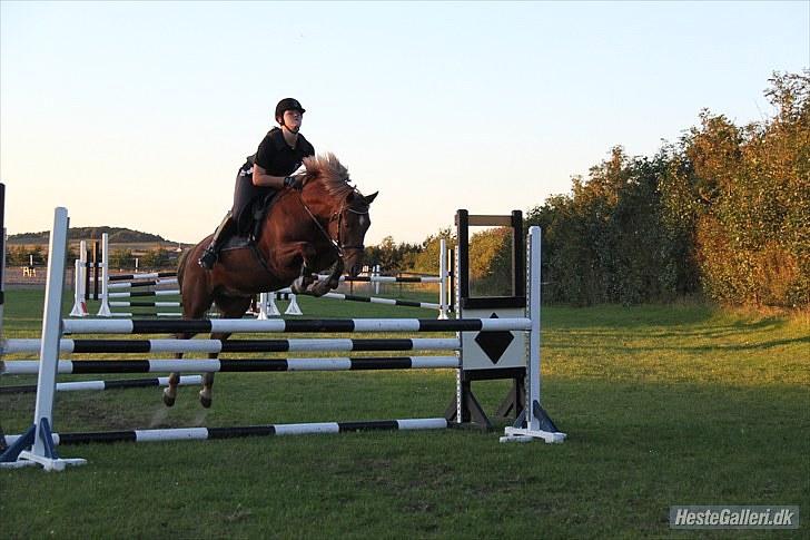 Welsh Pony (sec B) Bakkegaardens Aladdin SOLGT - træming 2/9 2010 billede 14