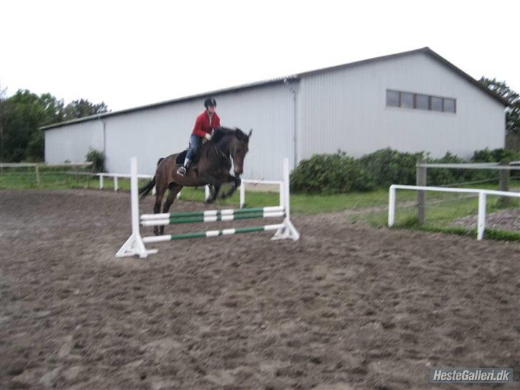 Oldenborg schousboes rasmus  - dygtige :) rytter: jamile.  billede 13