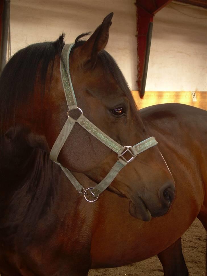 Sportsaraber (A) OX | Rakel - Velkommen til Rakels profil... :) billede 1