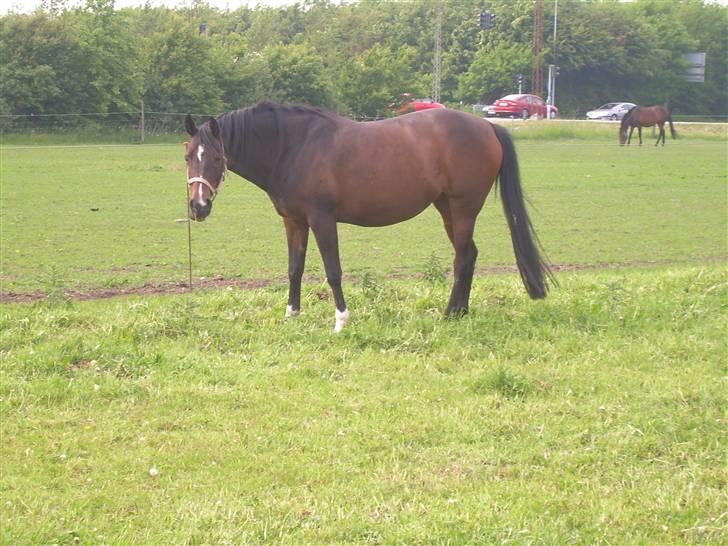 Sportsaraber (A) OX | Rakel - Smukke på marken ! <3 billede 2