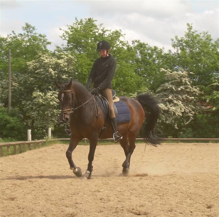 Sportsaraber (A) OX | Rakel - Lidt dressur.. :) billede 3