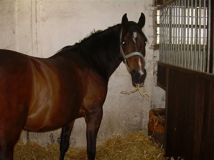 Sportsaraber (A) OX | Rakel - I boksen.. <´3 billede 4