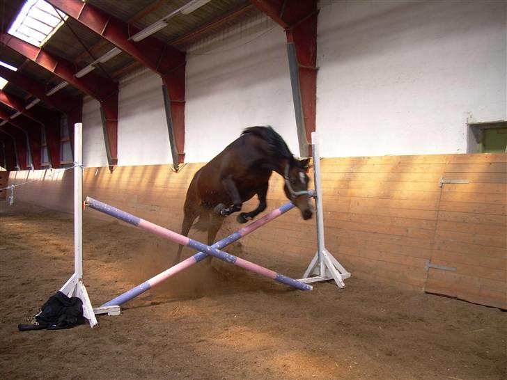 Sportsaraber (A) OX | Rakel - Uhh... Hvad var det dog forn et mærkeligt kryds? ;P billede 5