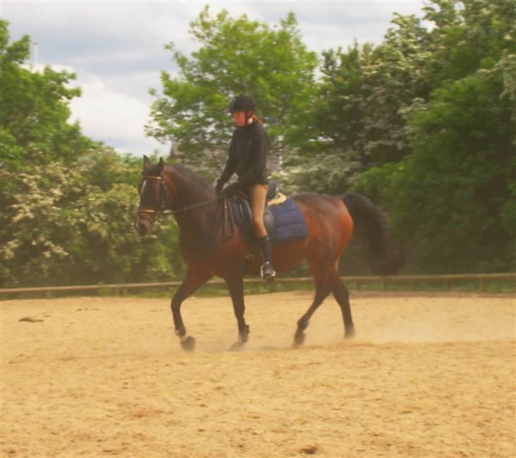 Sportsaraber (A) OX | Rakel - Dressur.. :) billede 6