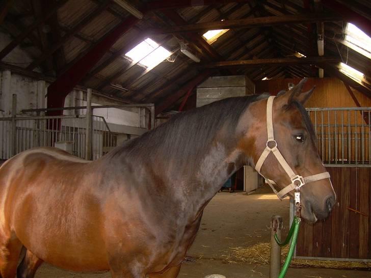 Sportsaraber (A) OX | Rakel - Flotte Rakel på staldgangen.. (= billede 7