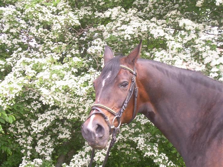 Sportsaraber (A) OX | Rakel - FLOT ! <3 billede 9