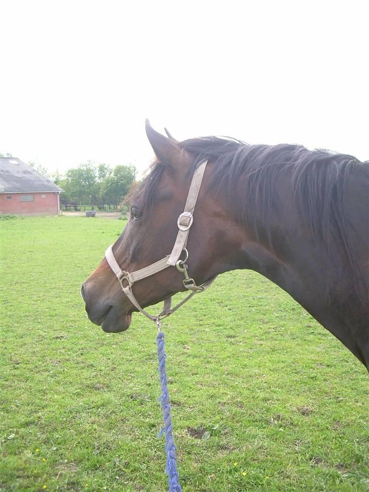 Sportsaraber (A) OX | Rakel - Uhh.. Hvad var det ? =) billede 11