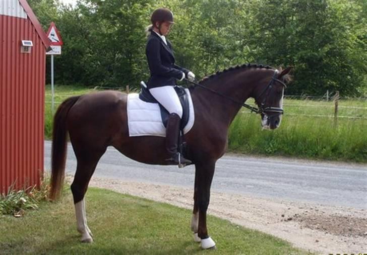 Anden særlig race Smukke Sally billede 10