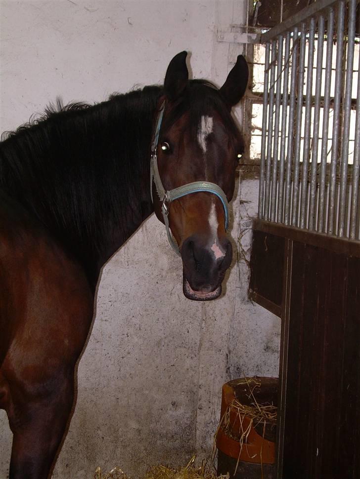 Sportsaraber (A) OX | Rakel - Hihi.. I boksen med hø i underlæben.. (= billede 13