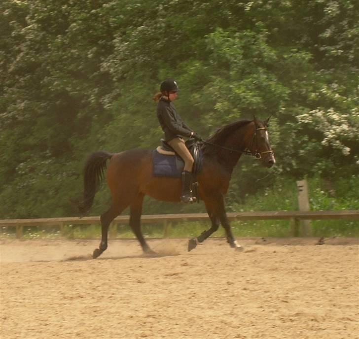 Sportsaraber (A) OX | Rakel - Lidt mere dressur.. <3 billede 15