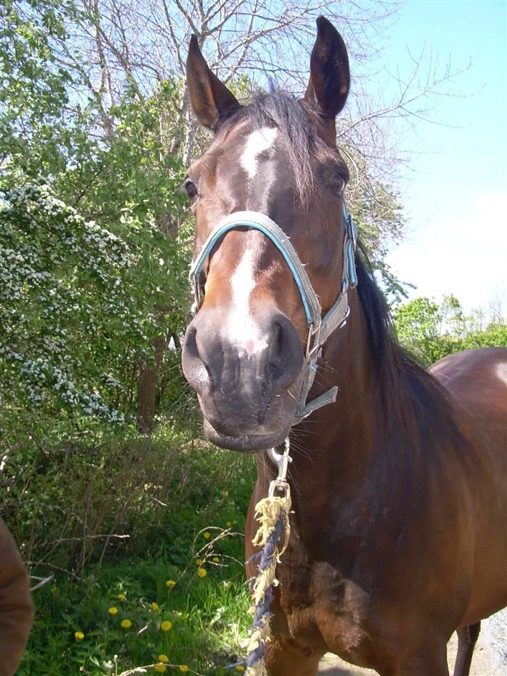 Sportsaraber (A) OX | Rakel - Heey.. (= billede 16