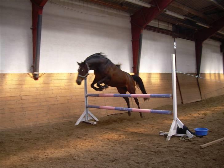 Sportsaraber (A) OX | Rakel - 105 cm. i løsspring i fin stil! Såååå dygtig ! =) billede 18