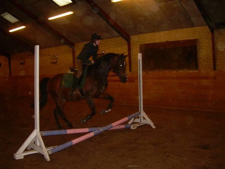 Sportsaraber (A) OX | Rakel - Undskyld kvaliteten, men her ses det første spring jeg sprang på hende.. :D billede 19