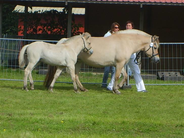 Fjordhest Tea Halsnæs EFJ9348  billede 9