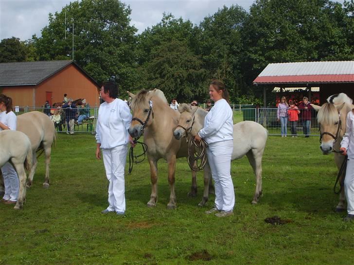 Fjordhest Tea Halsnæs EFJ9348  billede 10