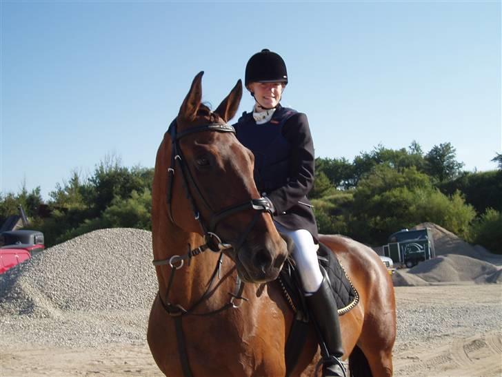 Dansk Varmblod Falypso Bell - Smukke dejlige Falypso - her på Fyn, efter vi red ridebanespringning. billede 1