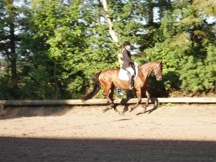 Dansk Varmblod Falypso Bell - Lidt dressur skal der også til, hvis man vil ride military :) her på Fyn 2007 billede 2