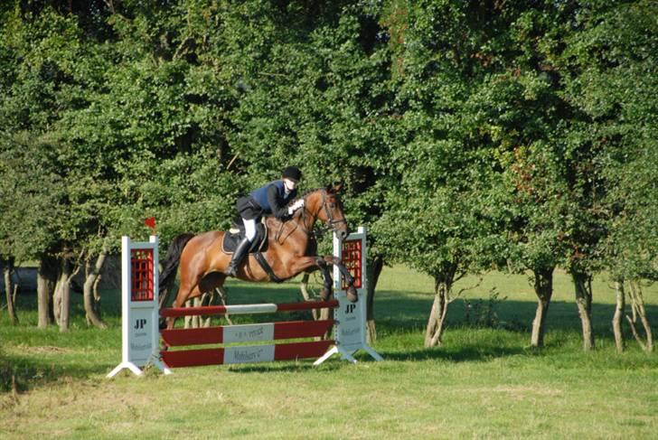 Dansk Varmblod Falypso Bell - Ridebanespringning på Fyn billede 3