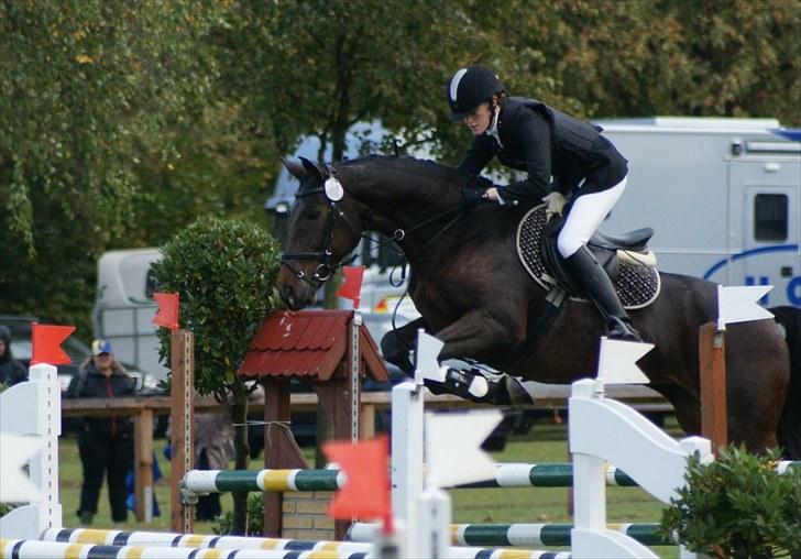 Dansk Varmblod Falypso Bell - Ridebanespringning Bad Segeberg  oktober 2009 - første internationale stævne billede 4