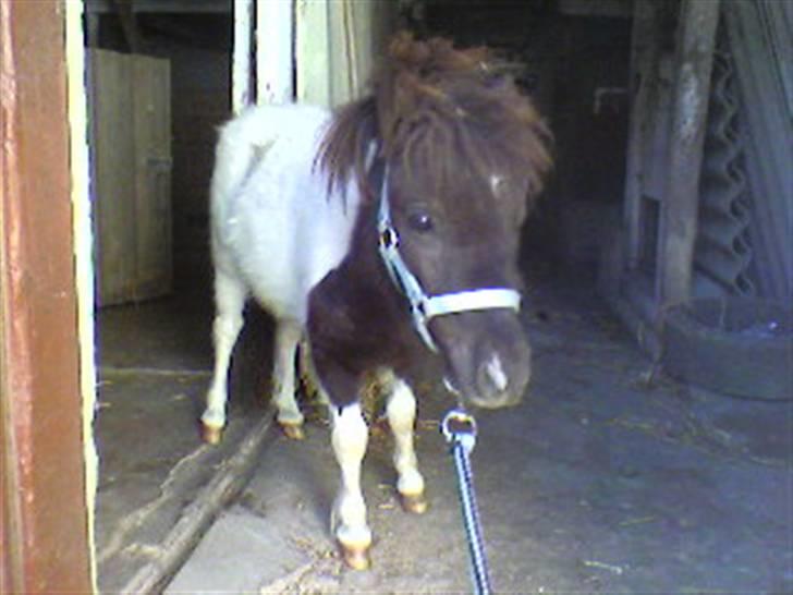 Shetlænder Aggi billede 10