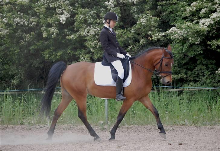 Hollandsk Sportspony Miss Charming - #17 3. udvidede klubstævne billede 17