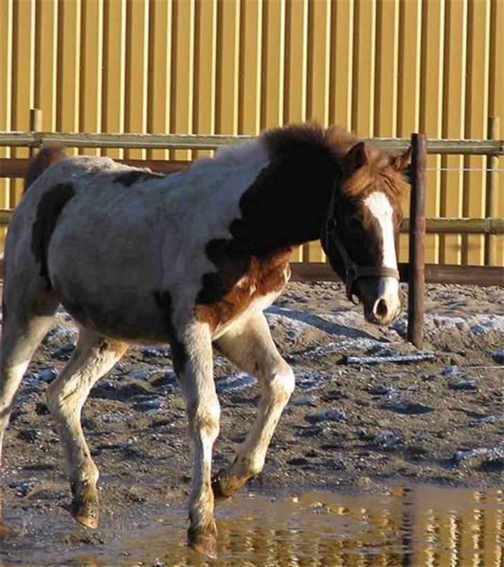 Pinto Kazella Nyberg - Kazella som plag før hun kom til Bornholm billede 1