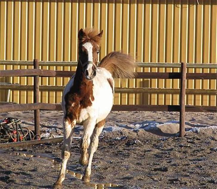 Pinto Kazella Nyberg - Kazella som plag før hun kom til øen billede 2
