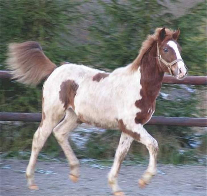 Pinto Kazella Nyberg billede 4