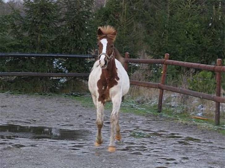 Pinto Kazella Nyberg billede 5