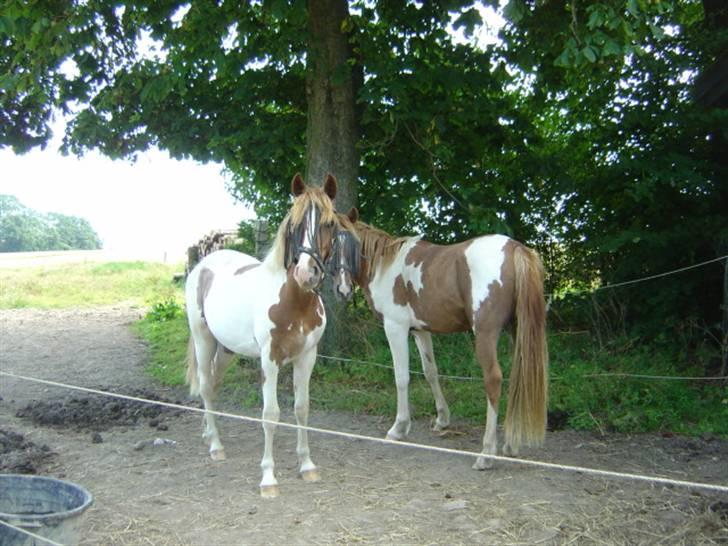 Pinto Kazella Nyberg - Kazella sammen med sin helsøster Kaluna 2007 billede 6