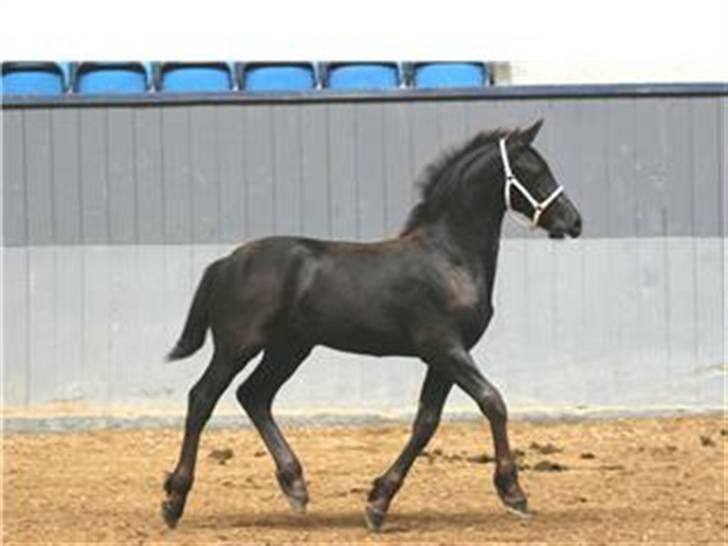 Frieser XPoseidon af Brødsgaard - Xposeidon af Brødsgaard en rigtig smuk hingst! billede 17