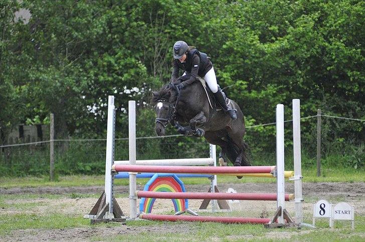 Welsh Cob (sec D) Lesto Marquis - Marquis beviser at LA er barnemad :-D  billede 5