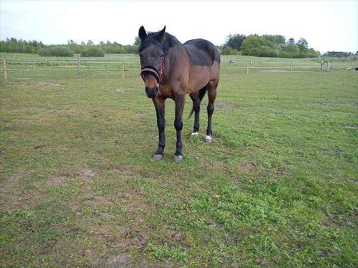 Anden særlig race Mr. Buller :-* R.I.P - Billedet er taget dagen inden han skulle væk <3 billede 13