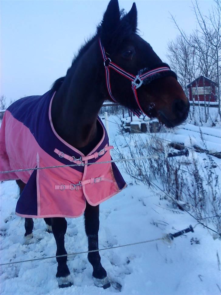 Anden særlig race Mr. Buller :-* R.I.P - Buller. 2010 billede 14
