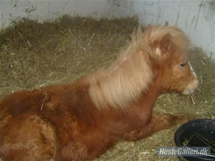 Anden særlig race Simba *SOLGT* billede 2