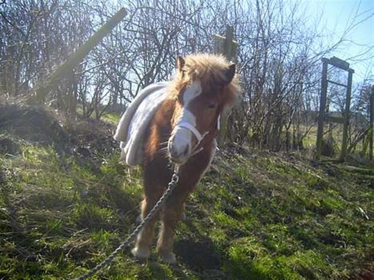 Anden særlig race Simba *SOLGT* billede 6