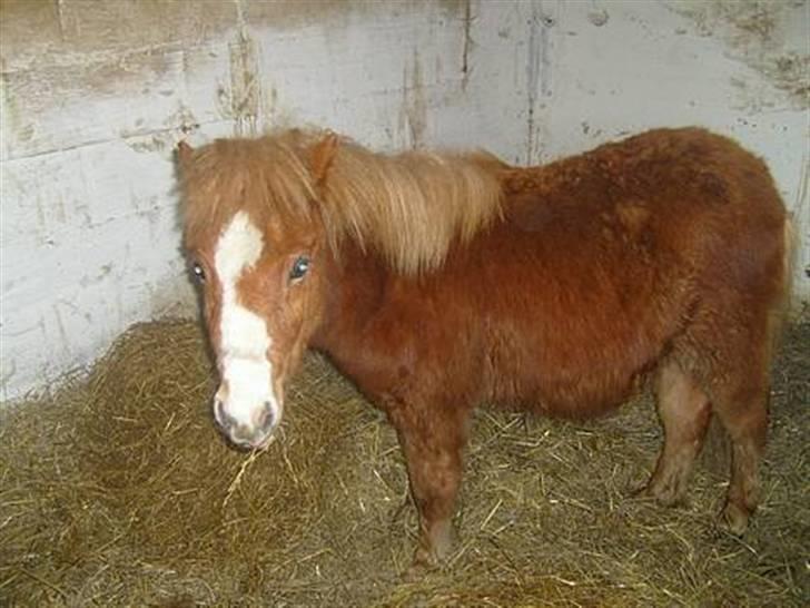 Anden særlig race Simba *SOLGT* billede 8