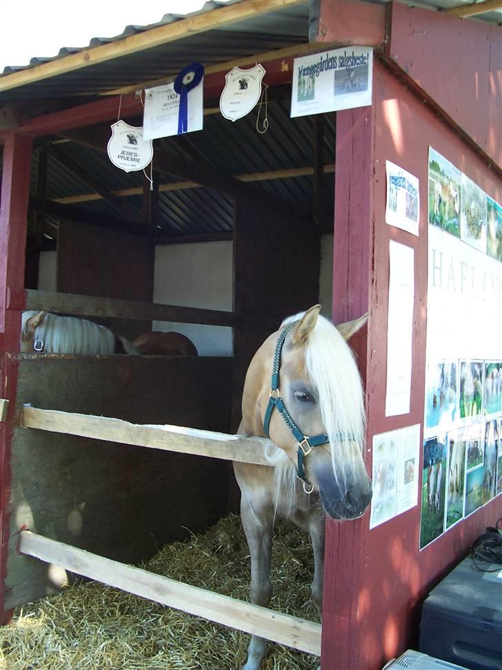 Tyroler Haflinger Helena  billede 14