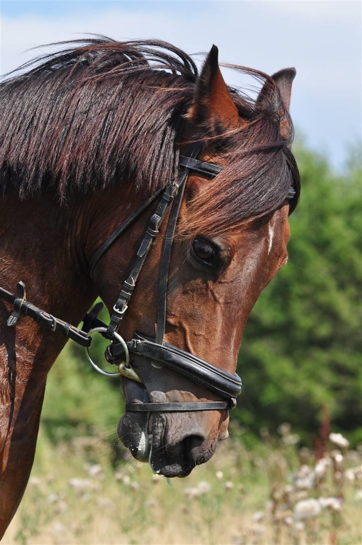 Anden særlig race Simba <3 - 19 - Jeg lovede alt ! <3 billede 19