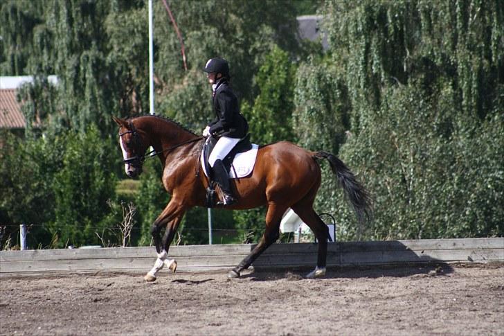 Anden særlig race Niko *Pops*Tøsedreng* - Sommeren 10 - Stævne Gedsted, fotograf Sandie billede 17