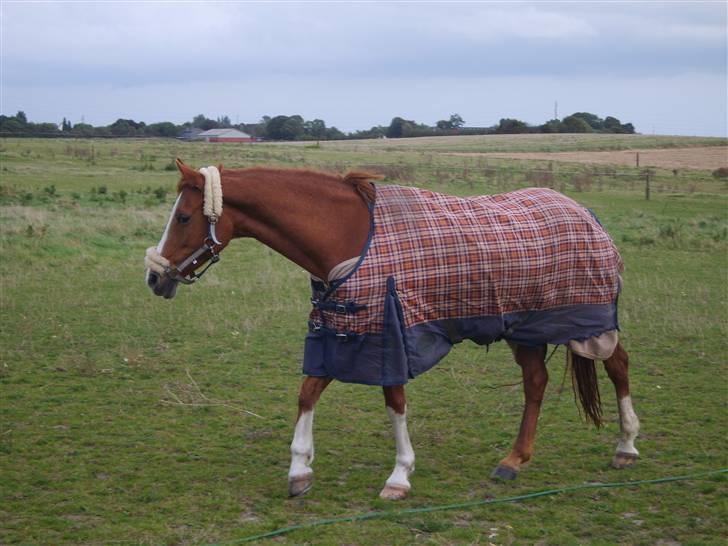 Tysk Sportspony Vanja 2 - Vanja på fold efter at være kommet hjem fra Landbohøjskolen... billede 5
