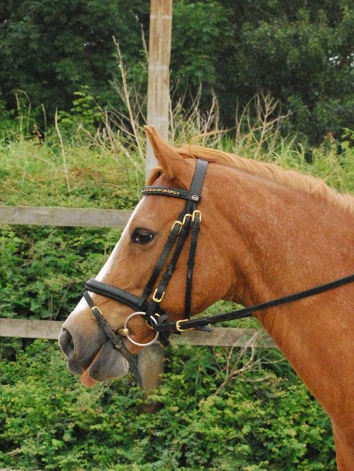 Tysk Sportspony Vanja 2 - Vanja juli 2010 billede 6