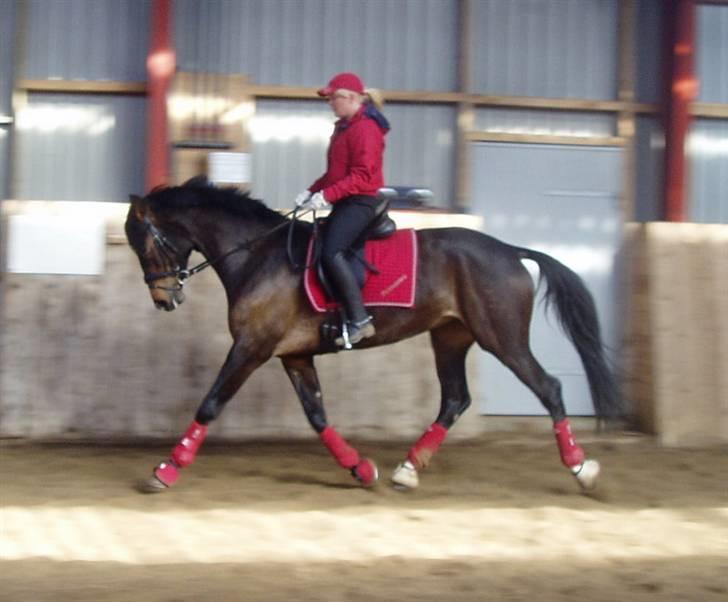 Dansk Varmblod Ny Ågårds Amoena  DULLEN B-Hest - Marts 2008, daglig træning billede 10